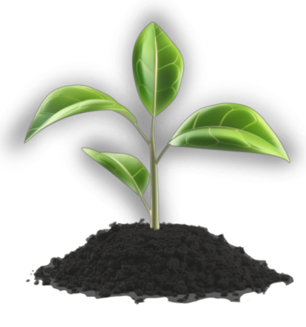 Plantita